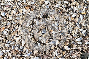Oyster shells