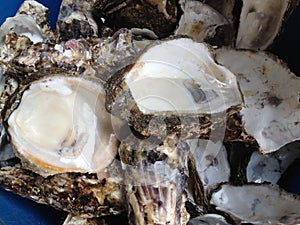 Oyster shells