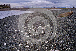 Oyster shells lie exposed on rocky beach in a saltwater lagoon during low tide on Vancouver Island, Canada.