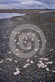 Oyster shells lie exposed on rocky beach in a saltwater lagoon during low tide on Vancouver Island, Canada.