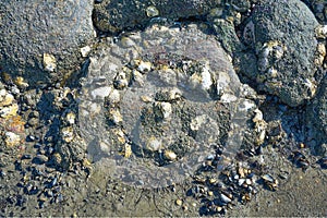 Oyster Shells on Stone at North Sea,North Frisia,Wattenmeer National Park,Germany photo