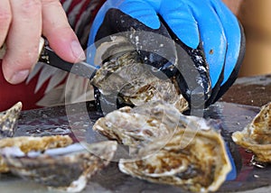 Oyster Shucking