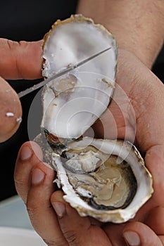 Oyster shucking with bare hands