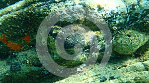 Oyster sponge Crambe crambe, stinker sponge Ircinia variabilis and black leather sponge Sarcotragus spinosulus undersea.