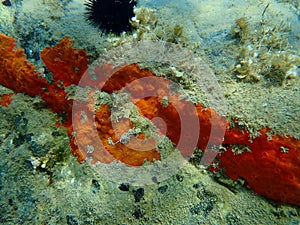 Oyster sponge or orange-red encrusting sponge Crambe crambe undersea, Aegean Sea, Greece.