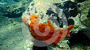 Oyster sponge or orange-red encrusting sponge Crambe crambe undersea, Aegean Sea, Greece.