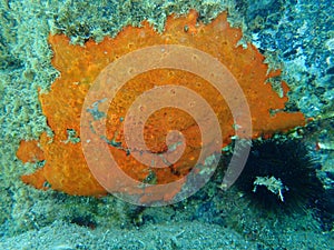 Oyster sponge or orange-red encrusting sponge Crambe crambe undersea, Aegean Sea, Greece.