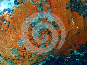 Oyster sponge or orange-red encrusting sponge Crambe crambe undersea, Aegean Sea, Greece.