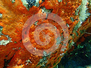 Oyster sponge or orange-red encrusting sponge Crambe crambe undersea, Aegean Sea, Greece.