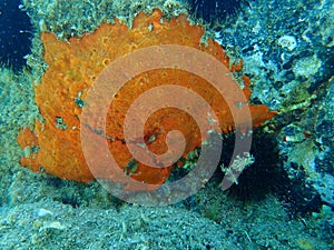Oyster sponge or orange-red encrusting sponge Crambe crambe undersea, Aegean Sea, Greece.