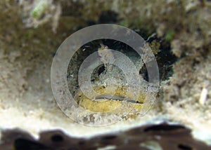 Oyster Toadfish