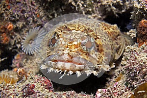 Oyster Toadfish