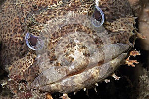 Oyster Toadfish up close