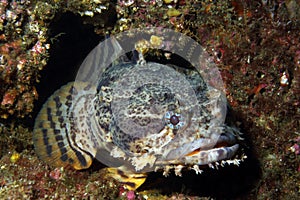 Oyster Toadfish
