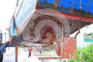 Oyster under a bilge of a Vietnamese fishing boat