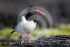 Oystercatcher