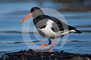 Oystercatcher