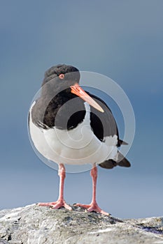 Oystercatcher