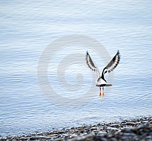 Oystercatcher