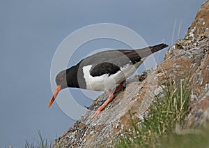 Oystercatcher