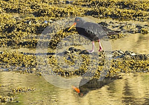 Oystercatcher Bird at Scandrett Beach Auckland New Zealand; Wildlife at Regional Park