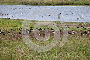 Oystercatcher breeding grounds