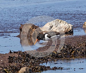 Oystercatcher at the coast of western Oland Sweden