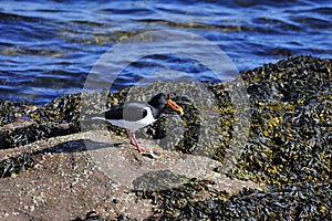 Oystercatcher Feeding on Limpet