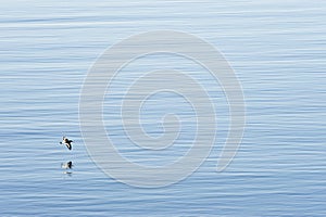 Oystercatcher In Flight