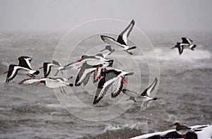 Oystercatcher flock take off