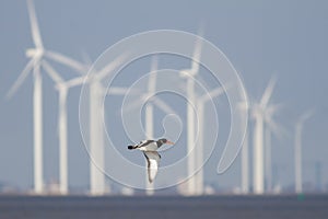 Oystercatcher flying in front of many windmills in the Netherlands