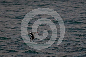 Oystercatcher Flying Low Over Sea Water photo