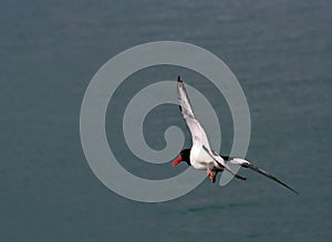 Oystercatcher (Haematopus ostralegus)