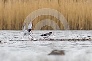 Oystercatcher (Haematopus ostralegus