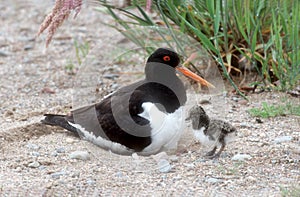 Oystercatcher, Haematopus ostralegus