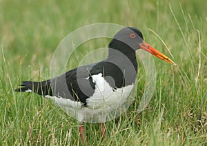 An Oystercatcher (Haematopus ostralegus) feeding in a meadow.