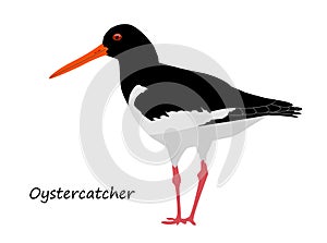 Oystercatcher isolated on white background