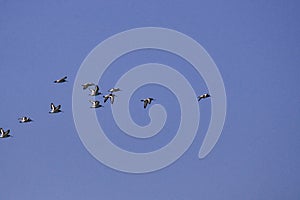 The Oystercatcher a large, stocky, black and white wading bird flying on the sky. Flock of Haematopus ostralegus