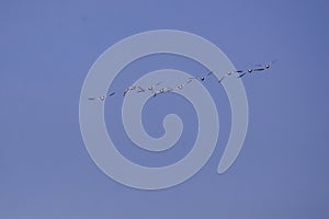 The Oystercatcher a large, stocky, black and white wading bird flying on the sky. Flock of Haematopus ostralegus