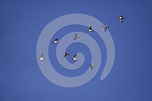 The Oystercatcher a large, stocky, black and white wading bird flying on the sky. Flock of Haematopus ostralegus