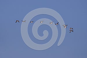 The Oystercatcher a large, stocky, black and white wading bird flying on the sky. Flock of Haematopus ostralegus