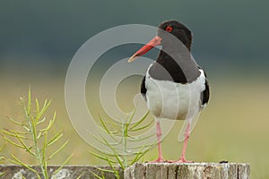 Oystercatcher on a pole