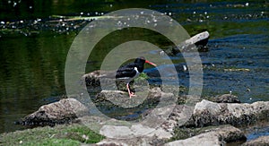 Oystercatcher. River Aire.