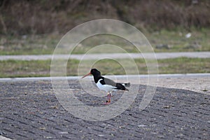 Oystercatcher searching for food in the Europoort harbor