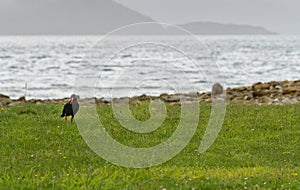 Oystercatcher in the wild in the Marlbourgh Sounds