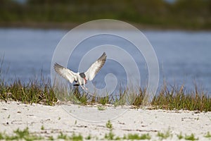 Oystercatcher wings spread