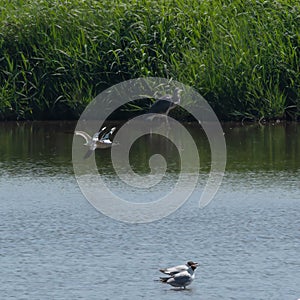 Oystercatchers arriving at Trimley Marshes