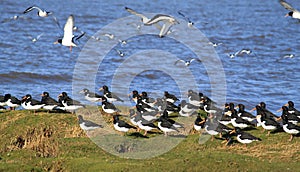 Oystercatchers haematopus ostralegus on shore