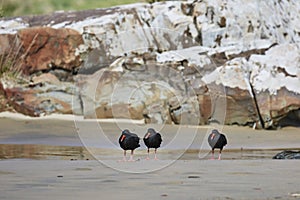 Oystercatchers in a line