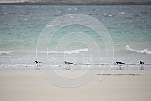 Oystercatchers at Luskentyre beach on the Isle of Harris, Outer